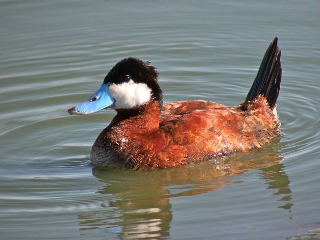 Ruddy Duck - Male - breeding by Len Blumin is licensed under CC BY-NC-ND 2.0.